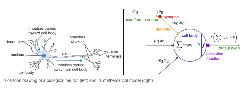 Backpropagation: The Algorithm That Underpins Neural Networks
